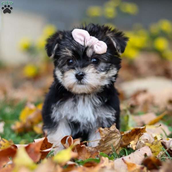 Pumpkin, Morkie / Yorktese Puppy